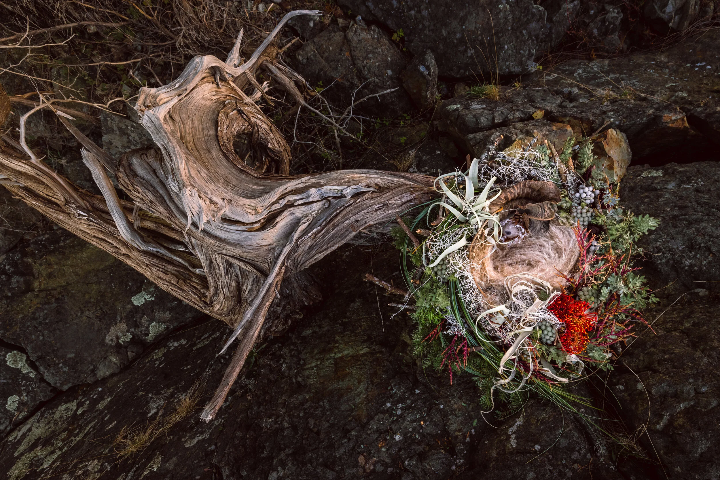 【新品】Plant Magick Taschen ボタニカルアート タッシェン 新品】Plant Magick Taschen ボタニカルアート タッシェン